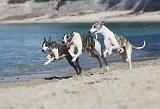 WHIPPET 216